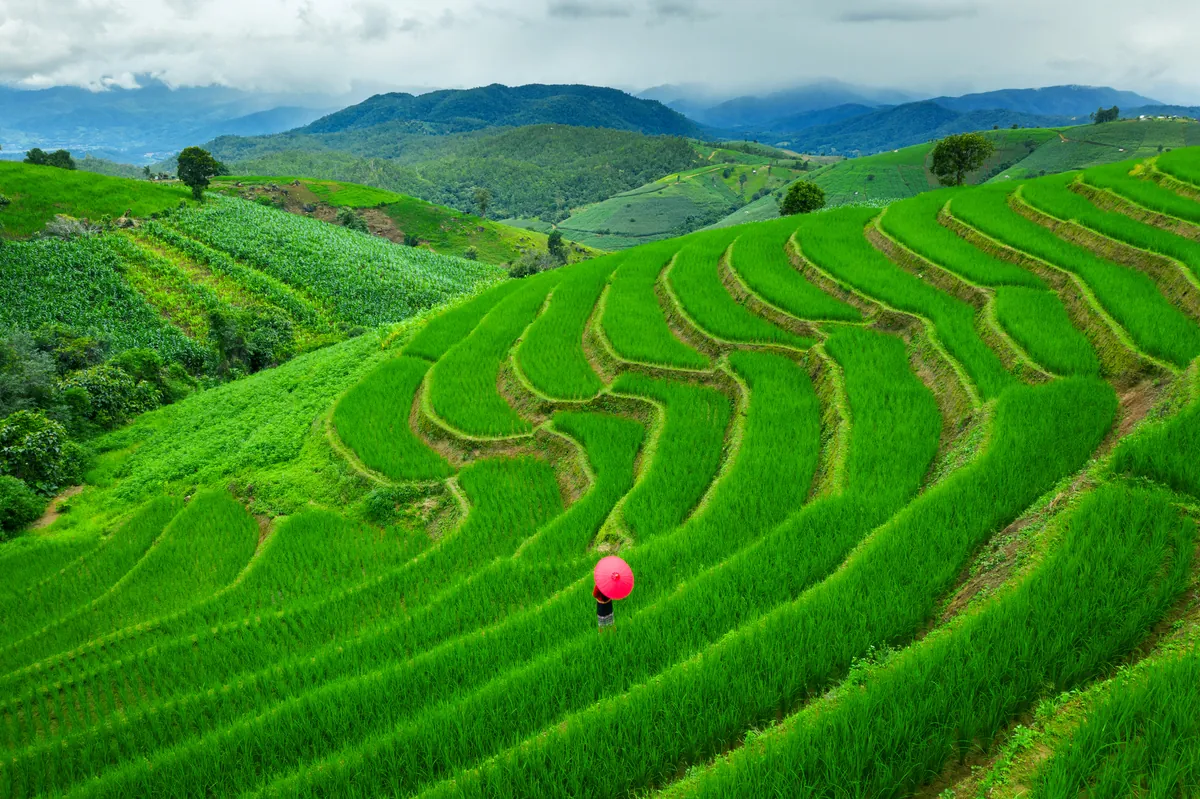 Rice terraces in Chiang Mai, Thailand