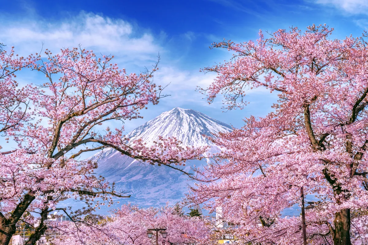 Mount Fuji with cherry blossoms in spring, Japan